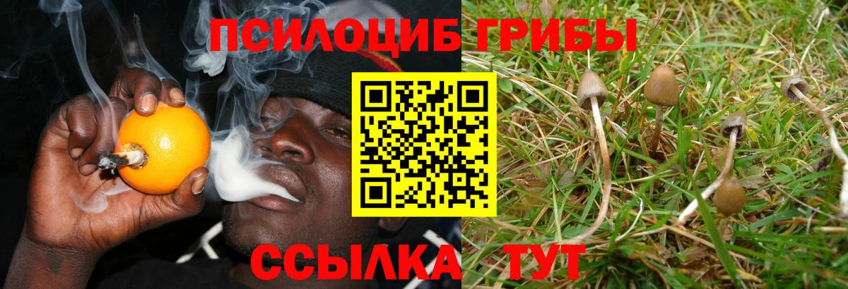 Псилоцибиновые грибы Psilocybine cubensis Котельники